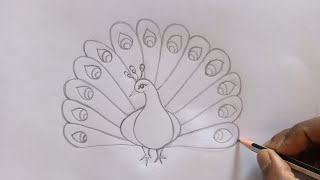 How to draw peacock drawing  easy step for beginners  pencil sketch [upl. by Nolahp]