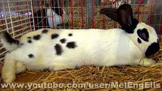 Géant Papillon Français  French Checkered Giant Rabbit  Französische Riesenschecke [upl. by Iggie]