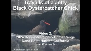 Travails Of A Jetty Black Oystercatcher Chick Part 2 [upl. by Teodora]