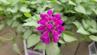 Lamium Purple Dragon Dead Nettle  Fantastic Easy to Grow GROUNDCOVER Perennial [upl. by Aber]