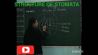 STRUCTURE OF STOMATA  Biology Diagram  CBSE [upl. by Scharff]