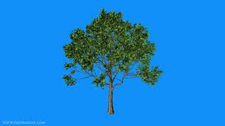 Tree in wind blue screen video [upl. by Ane]