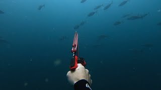 Spearfishing NSW Summer 2324 [upl. by Ardet]