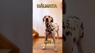 Dálmata 🐕‍🦺 [upl. by Mall622]