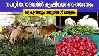 ഗുസ്തി ഗോദയിൽ കൃഷിയുടെ തേരോട്ടം  Kerala Farming  Haritham SundaramEP 452 [upl. by Wobniar]