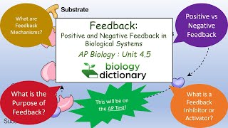 Feedback Positive and Negative Feedback in Biological Systems  AP Biology 45 [upl. by Ellehcan]