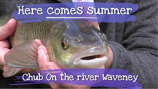 Here comes the Summer Chub Fishing on the River Waveney [upl. by Mateya]