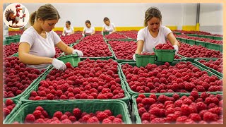 Amazing Raspberries Discover How Theyre Processed [upl. by Ayikal]