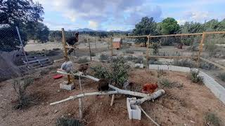 Enriquecimiento ambiental y estimulación mental para gallinas [upl. by Rehpotisrhc]