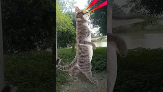 Billi bole meow meow cute cat shorts video song music [upl. by Ebsen45]