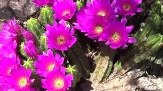 Hedgehog Cactus Flowers  Echinocereus viereckii [upl. by Pas]