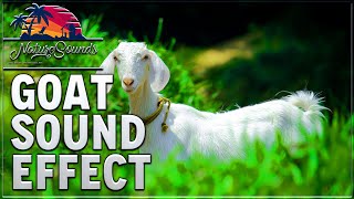 Goat Sound Effect [upl. by Aieka]