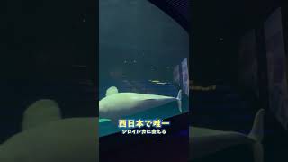 西日本唯一！シロイルカに会える水族館🐟 [upl. by Dao706]