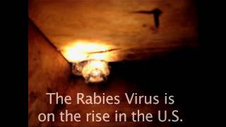 Rabies  on the rise in the US [upl. by Arlen]