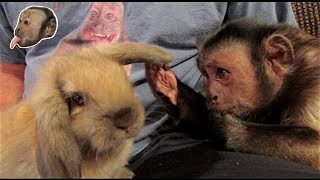 Capuchin Monkey Meets An Easter Bunny [upl. by Airamas]