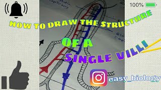 How to draw the structure of a single villi a part of small intestine walleasy wayeasy biology [upl. by Maccarthy264]