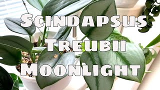 Scindapsus Treubii Moonlight House Plant Care Tips [upl. by Adnilam255]