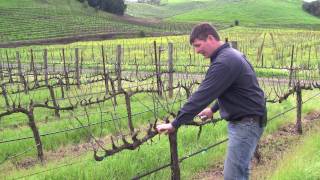 Vineyard Management  About Our Vines [upl. by Thor]