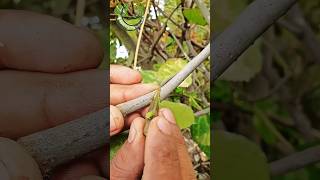 Grafting a fruit fig plant figgraftt satisfying grafting [upl. by Leizar]