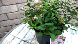 Spiraea Japonica Little Princess [upl. by Elehcir]