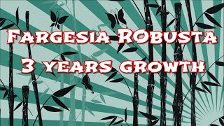 Fargesia robusta  3 years growth [upl. by Durkin]