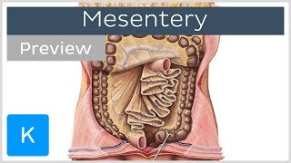 Mesentery organ and functions preview  Human Anatomy  Kenhub [upl. by Hilary470]