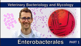 Enterobacterales  nonE coli Part 1  Veterinary Bacteriology and Mycology [upl. by Einal]