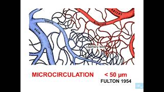 1  Histologie microcirculation partie 1 [upl. by Rbma]