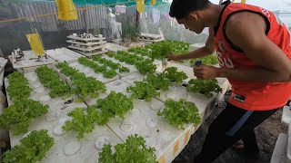 HOW TO START HYDROPONICS IN YOUR BACKYARD [upl. by Roselle611]