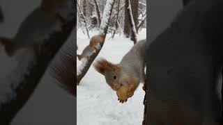 Сибирская белка 🐿️🌰🔉  Siberian squirrel 🐿️🌰🔉 белка squirrel wildlife animals cute [upl. by Adnima554]