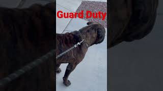 Bullmastiff on Guard Dutyshorts [upl. by Imefulo525]