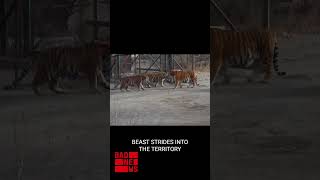 Meet the Most Alpha Siberian Tiger viralvideo tiger animals [upl. by Bevan206]