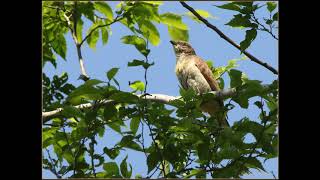 Greater Honeyguides guiding call [upl. by Gnihc]