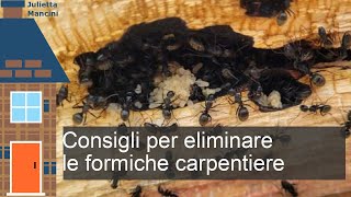 Come si eliminano le formiche carpentiere in modo naturale [upl. by Lal]