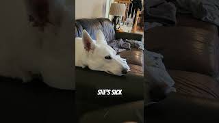 When your dog has Anaplasmosis youtubeshorts youtube germanshepherd [upl. by Atthia]