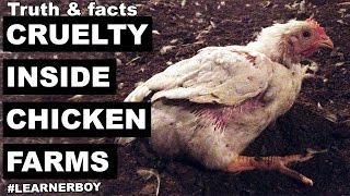 Dont be a Chicken Seriously  Cruelty inside chicken industrypoultry farm  you must know [upl. by Wonacott]