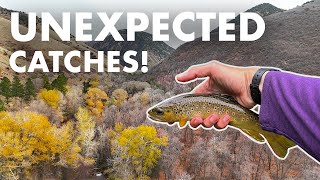 Does This Creek REALLY Have the Dumbest Fish Ever Tenkara Fly Fishing [upl. by Analah487]