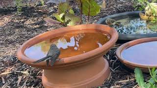 striated pardalot brown honeyeater scarlet Robin a bird I dont know grey Fantail [upl. by Klenk14]