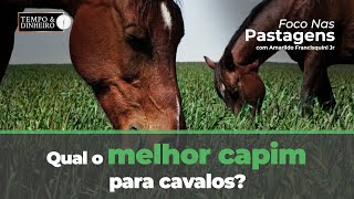 Qual o melhor capim para cavalos Foco nas pastagens responde [upl. by Yeniar]