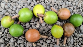 Pouteria arguacoensium  tasting a rare Lucuma  Eggfruit species [upl. by Karole667]