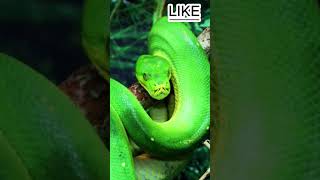 Worlds most Dangerous Snakes facts entertainment animalfacts information wildlifesnake [upl. by Stella]