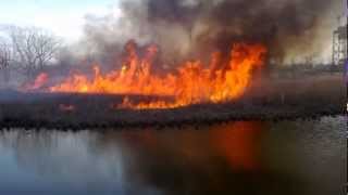 Burning Phragmites [upl. by Medor]