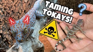 FEEDING MY TOKAY GECKOS  HAND TAMING BABY TOKAYS [upl. by Idalia]