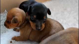 Min Pin puppies 17 days old [upl. by Ranite]