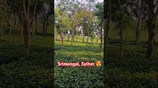 Srimongol Sylhet Bangladesh 😍 srimongol sylhet [upl. by Anyalram]