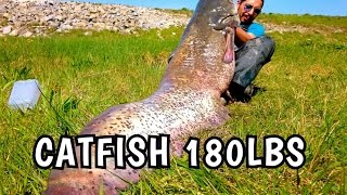 BIG CATFISH 180LBS 232CM FROM SHORE MOHAMED FISHING [upl. by Revert]