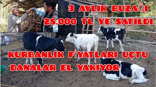 CANLI HAYVAN FİYATLARI 3 AYLIK BUZAĞI 28000 TLYE SATILDI DANA FİYATLARI UÇTU [upl. by Ayita]