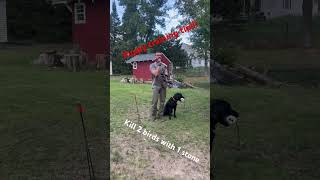 Preseason steadiness training duckdog gundogtraining goosehunting [upl. by Sol]