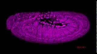 IsoView Twocolor imaging of Drosophila gastrulation [upl. by Mcnully182]