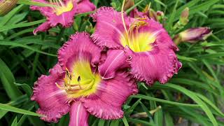 Robertas 12pc Reblooming Growers Best Daylilies Live Plants on QVC [upl. by Snoddy]